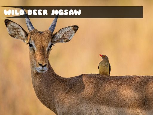 Play Wild Deer Jigsaw