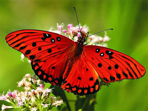 Play Nature Jigsaw Puzzle - Butterfly Online